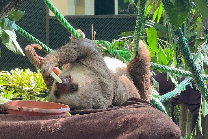 A full day at the Jaguar Rescue Center with Cahuita National Park