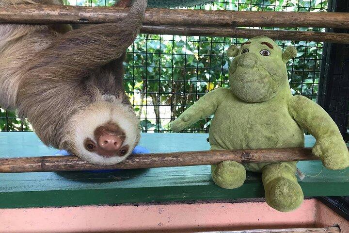 Sloths & Limón Highlights: Wildlife & Culture Tour