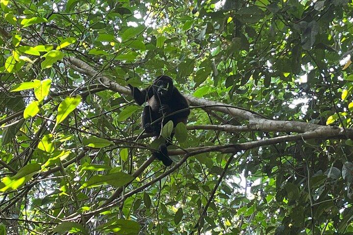 Chocolate Tour in Bribri Indigenous Area & Cahuita National Park