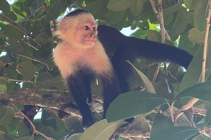 Sloths & Limón Highlights: Wildlife & Culture Tour