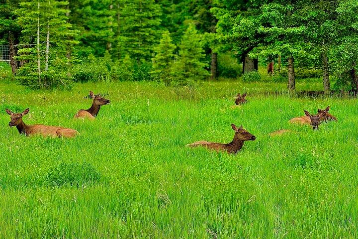 Best of Banff: Signature Express Tour (2.5 hours)