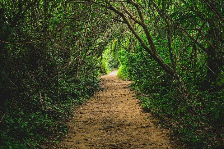 Sloths & Limón Highlights: Wildlife & Culture Tour