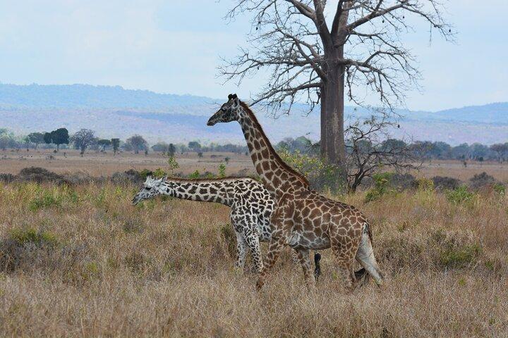 Day Safari in Tarangire National Park