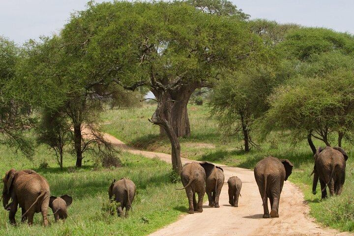 Ngorongoro Crater Private 4-Day Tour Karibu Heritage House