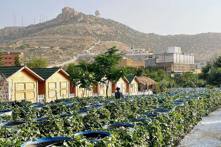 City of Roses Tour From Jeddah to Taif