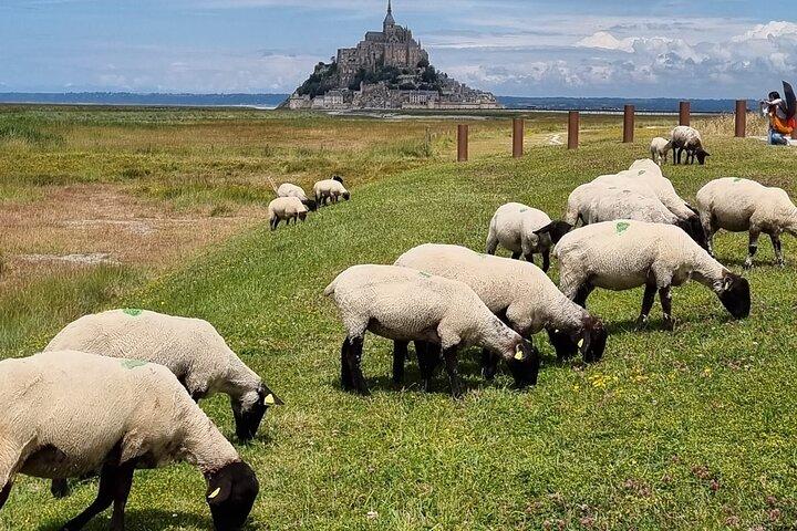 Mont Saint Michel recounted 2-hour guided walking tour
