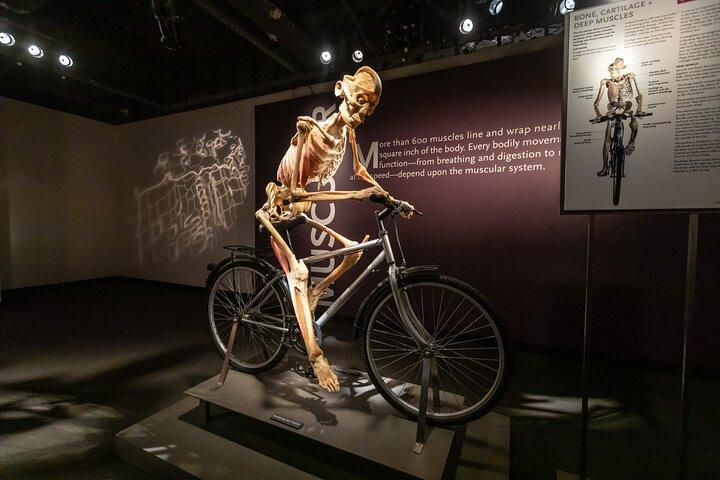 Bodies The Exhibition at the Luxor Hotel and Casino