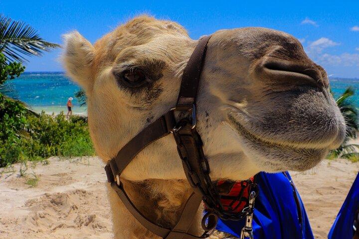 Camel Expedition and Beach Club In Riviera Maya