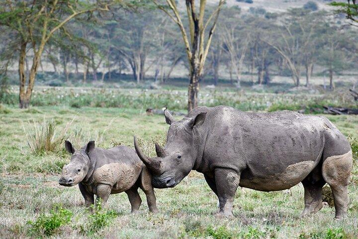 Lake Nakuru National Park Day Trip