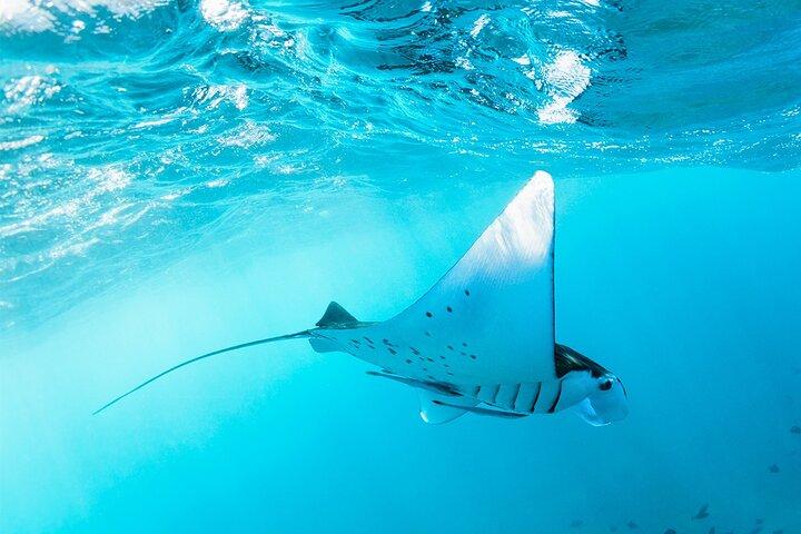 Nusa Penida Manta Point or Manta Bay Snorkeling Trip in Bali
