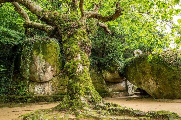 The Other Side of Sintra - Forgotten Woods