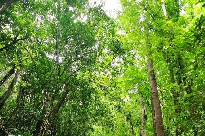 Bohol Countryside Tour to Chocolate Hills and Loboc River