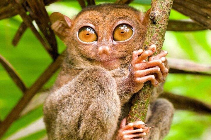 Bohol Countryside Tour to Chocolate Hills and Loboc River