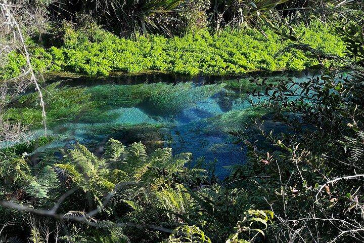 Auckland: TE PUIA Rotorua, Polynesian Spa & Blue Springs Day Tour