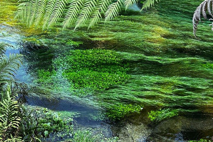 Mud Spa & Nature: Auckland to HELL's GATE, Rotorua & Blue Springs