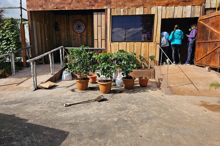 Costa Rica Coffee Tasting Experience