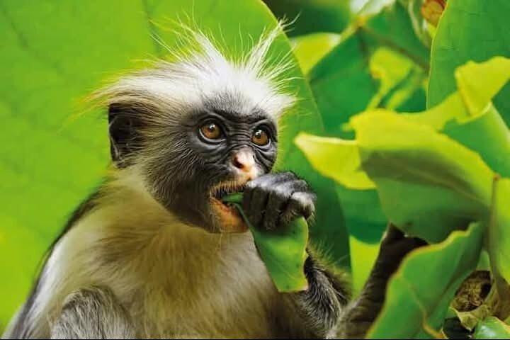 Green tour : jozani forest & Uzi island mngroves kayak tour