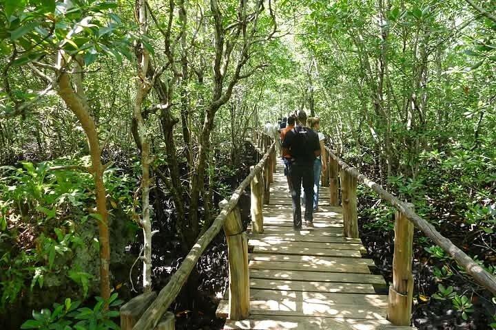 Green tour : jozani forest & Uzi island mngroves kayak tour