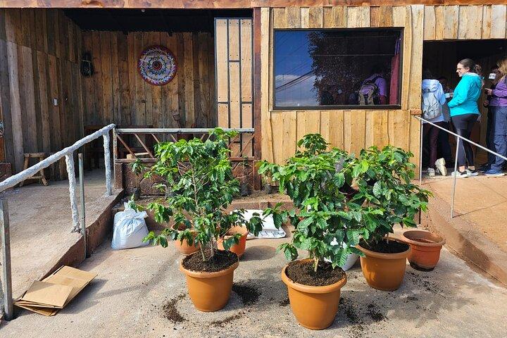 Costa Rica Coffee Tasting Experience