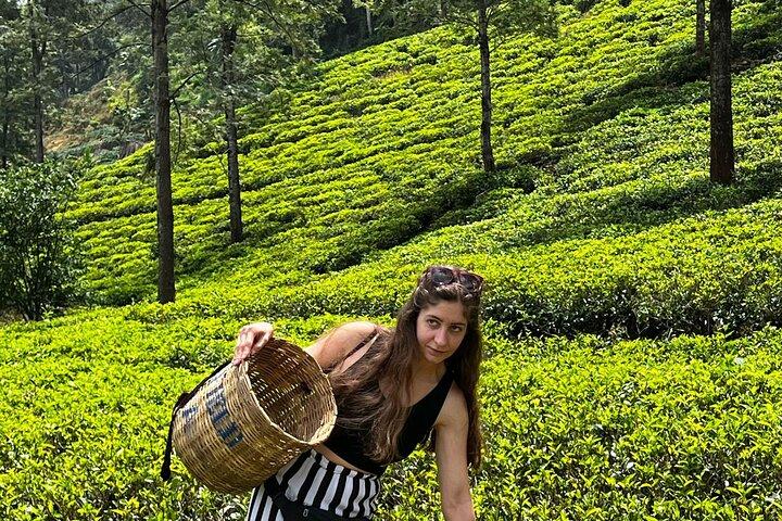 Kandy to Ella Scenic Road Trip and Train Ride Tour