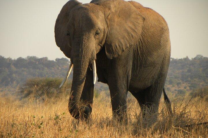 Lake Manyara National Park Full-Day Tour from Arusha