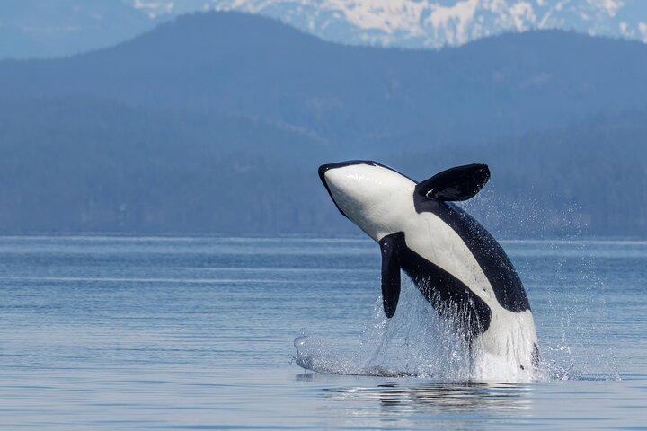 Campbell River, BC: 4 Hour Wildlife Tour Featuring Whale Watching