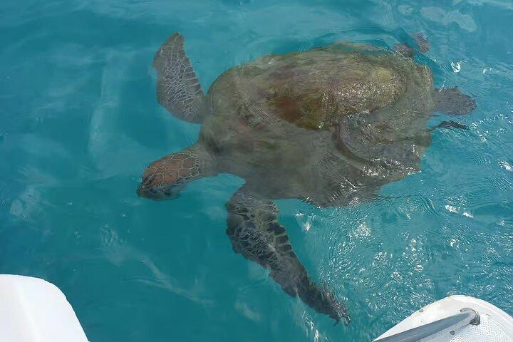 Mauritius North Tour and Turtle Snorkeling