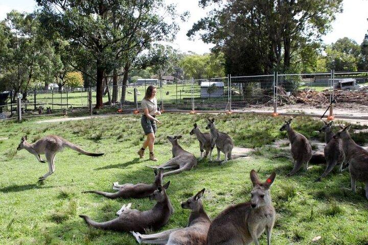 Private Sydney South Coast and Royal National Park Tour