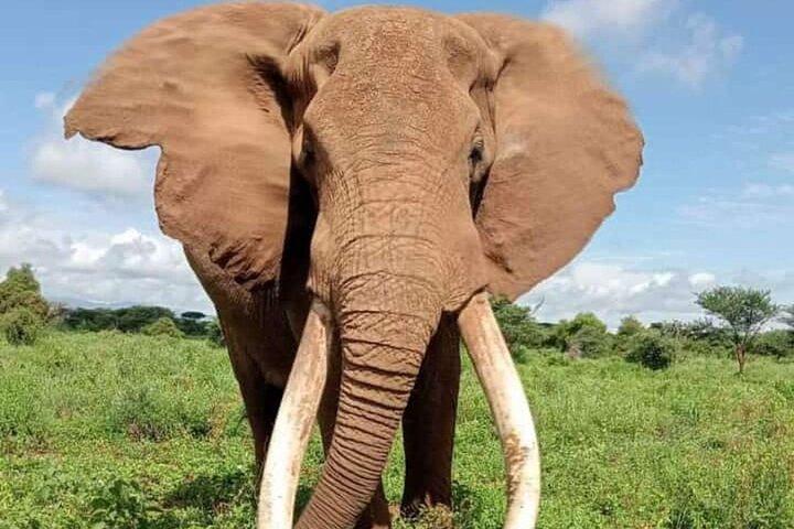 Two-Day Amboseli National Park Private Jeep Tour