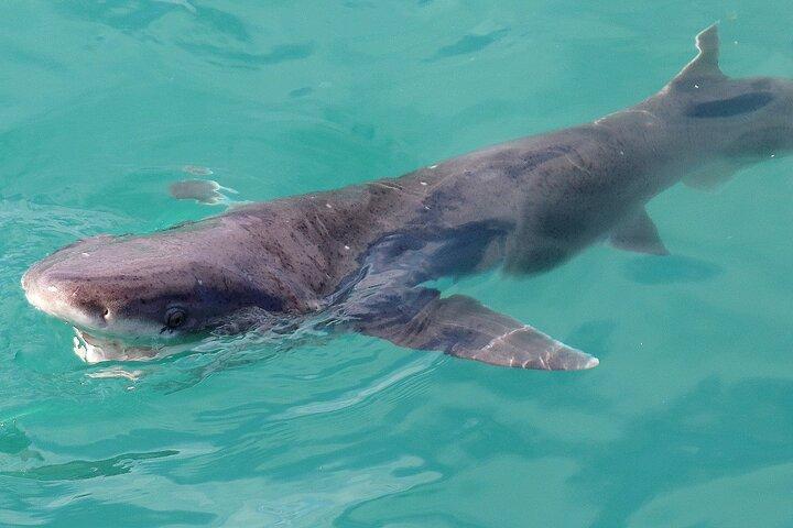 Shark Cage Diving and Viewing - Self drive