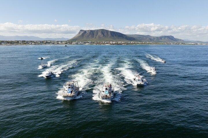 Shark Cage Diving and Viewing - Self drive