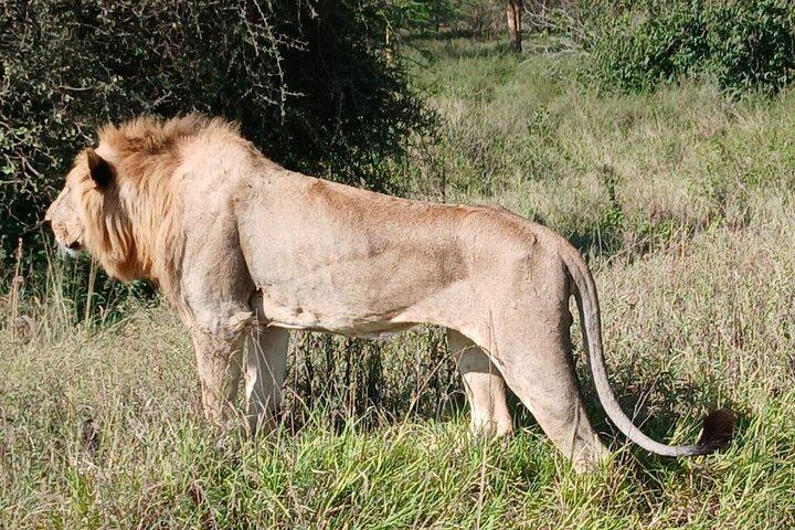 Early Morning Group Tour Nairobi National Park 5 Hour Game Drive