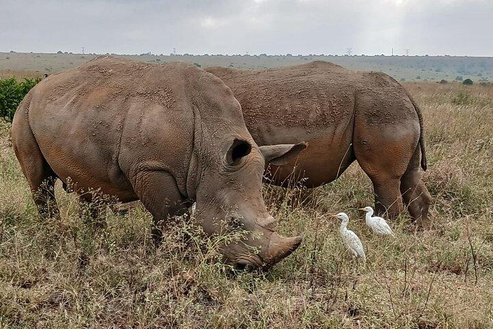 Early Morning Group Tour Nairobi National Park 5 Hour Game Drive