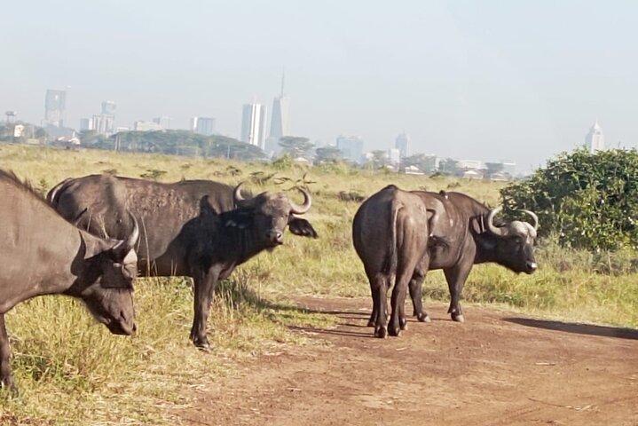 Early Morning Group Tour Nairobi National Park 5 Hour Game Drive
