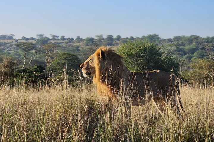 Early Morning Group Tour Nairobi National Park 5 Hour Game Drive