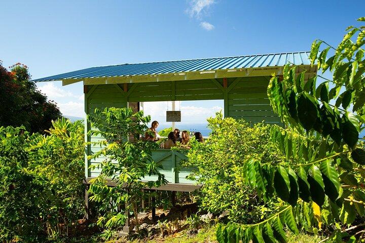 Hala Tree Coffee Farm Tour