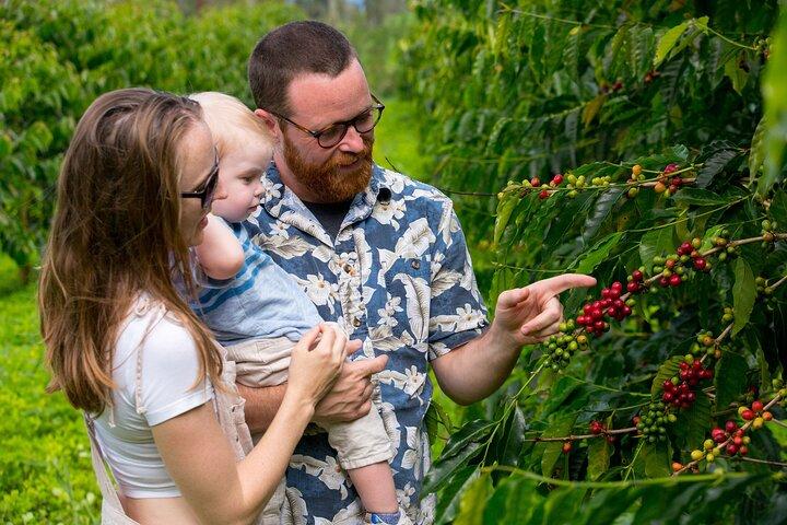Hala Tree Coffee Farm Tour