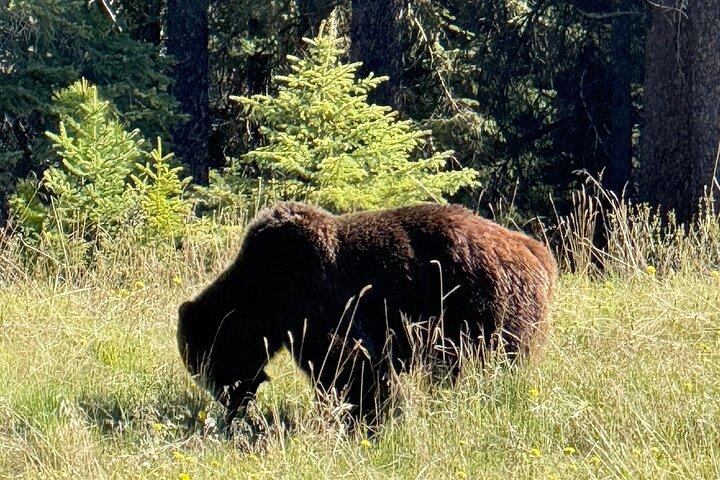 Banff Wildlife Explore and Johnston Canyon Hiking Tour