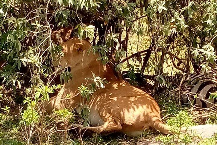 2-Day Adventure to Tarangire and Ngorongoro