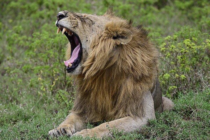 Nakuru National Park Day Trip from Nairobi