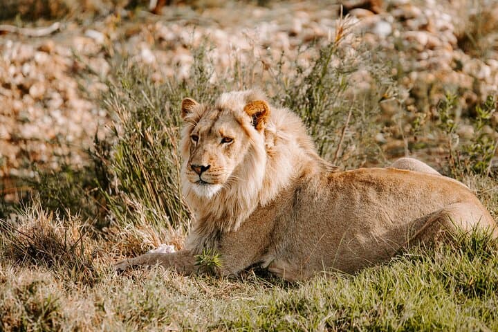 Nairobi National Park half-Day Tour; Free wifi Connection