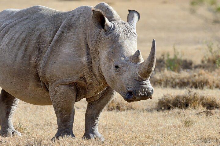 Nairobi National Park Half Day Guided Tour