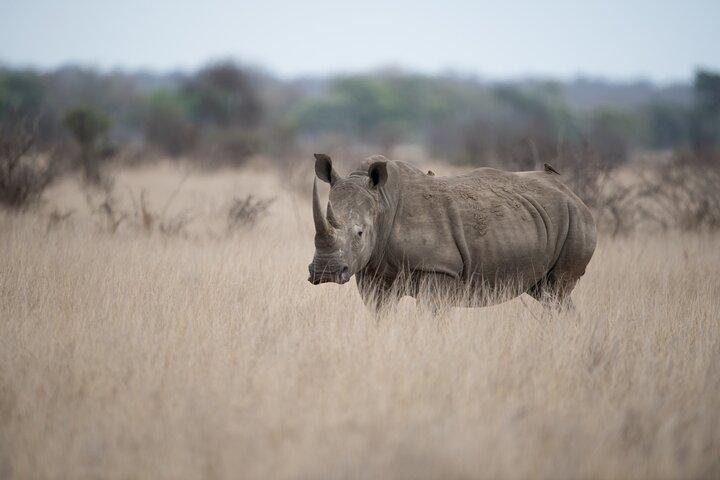Nairobi National Park Half Day Guided Tour