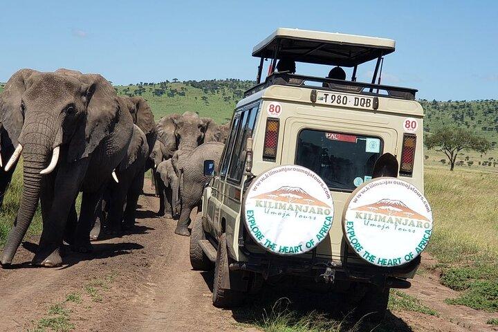 Tanzania 5 Big Safari