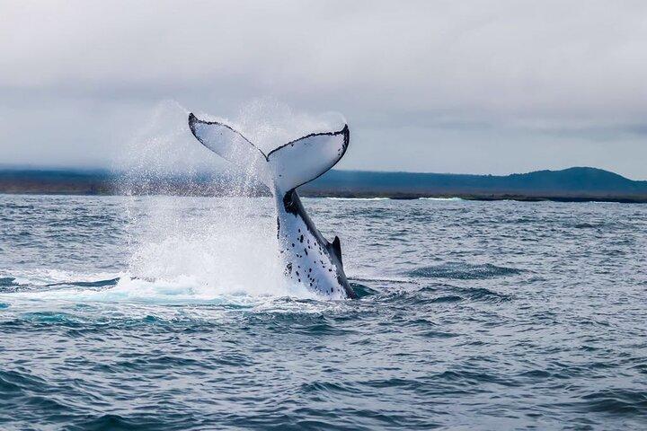 Day Tour to Floreana Island with Highland Tour and Snorkeling