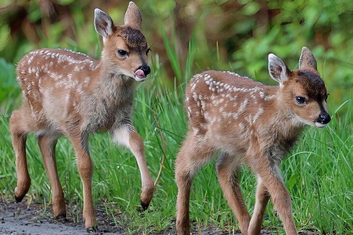 Ketchikan, Alaska Native Cultural and Wildlife Adventure