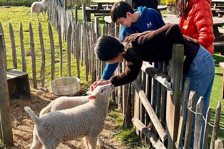 Amsterdam private tour to windmills, cheese farm and villages