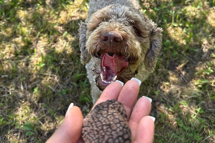 Truffle Hunting & Lunch halfway from Parma to Cinque Terre