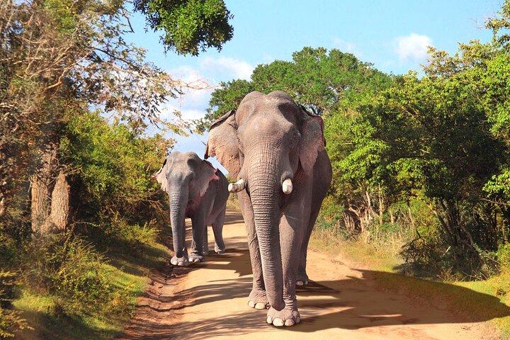 YALA SAFARI TOUR from Galle/Mirissa/Matara/Tangalle/Ella & More..