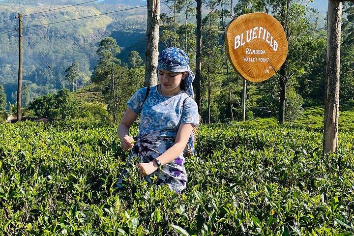 From Galle : Ella Day Trip with Train Ride & Tea Factory Visit